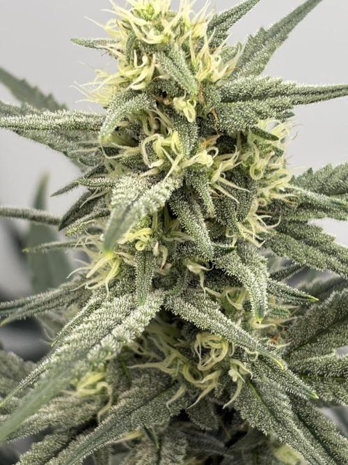 Apple Strudel Auto. Week 8