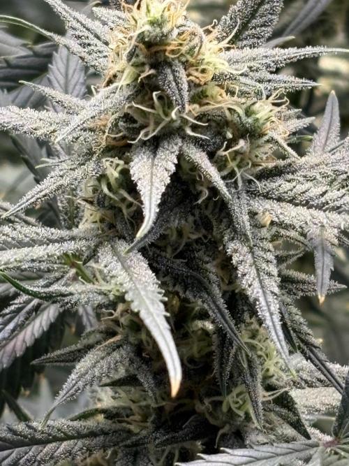 Apple Strudel Auto. Week 9