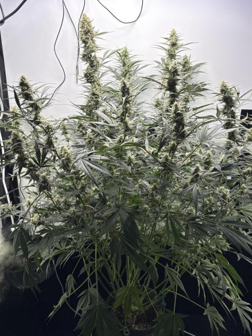 Apple Strudel Auto. Week 9