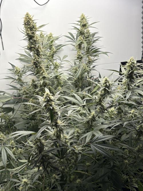 Apple Strudel Auto. Week 9