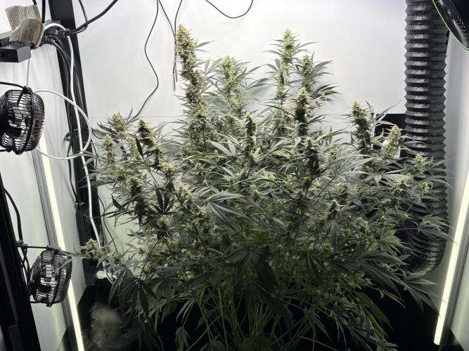 Apple Strudel Auto. Week 9