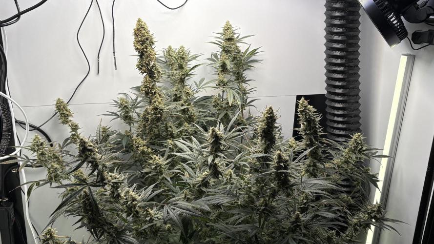 Apple Strudel Auto. Week 10