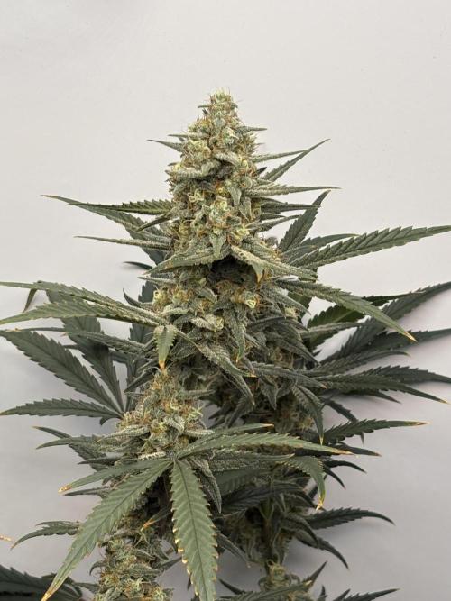 Apple Strudel Auto. Week 10