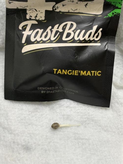 Tangie'matic. Week 0