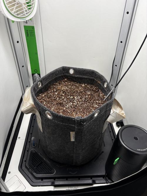 Tangie'matic. Week 0