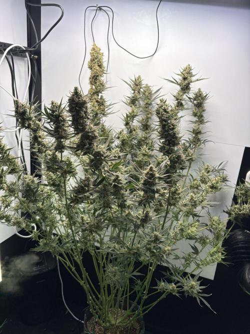 Apple Strudel Auto. Week 11