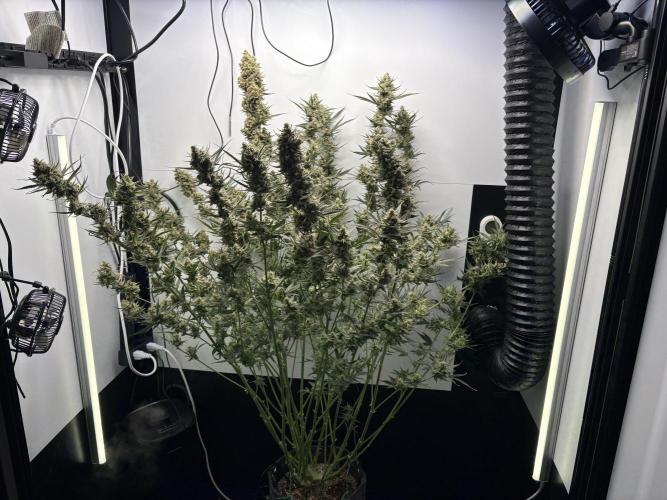 Apple Strudel Auto. Week 11