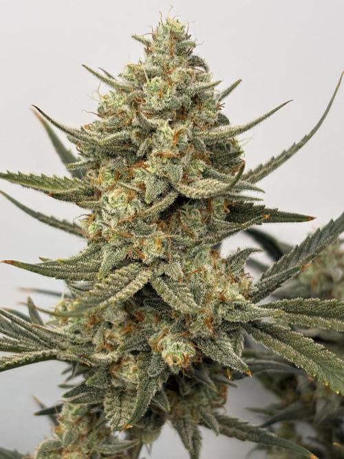 Apple Strudel Auto. Week 11