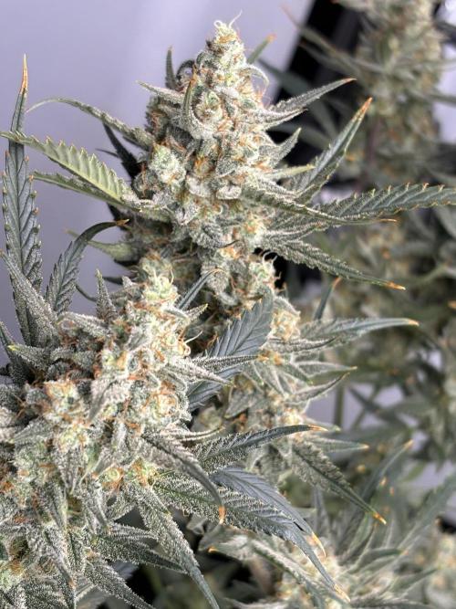 Apple Strudel Auto. Week 11