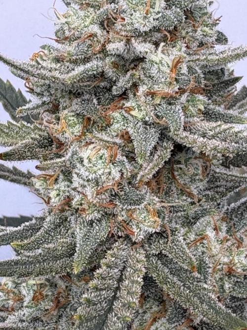 Apple Strudel Auto. Week 11