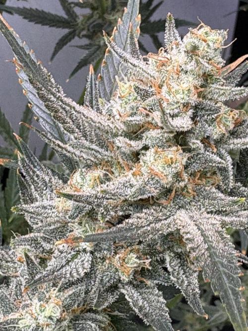 Apple Strudel Auto. Week 11