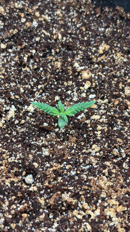 Tangie'matic. Week 0