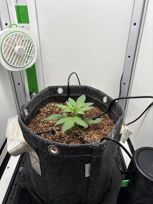 Tangie'matic. Week 1