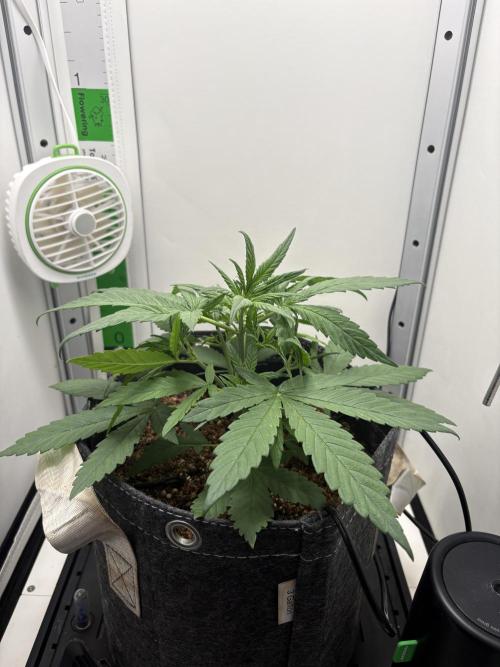 Tangie'matic. Week 2