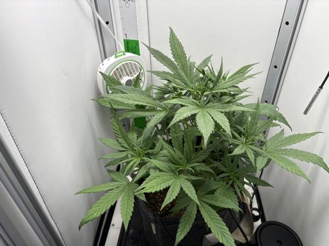 Tangie'matic. Week 3