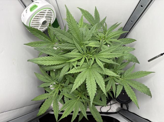 Tangie'matic. Week 3