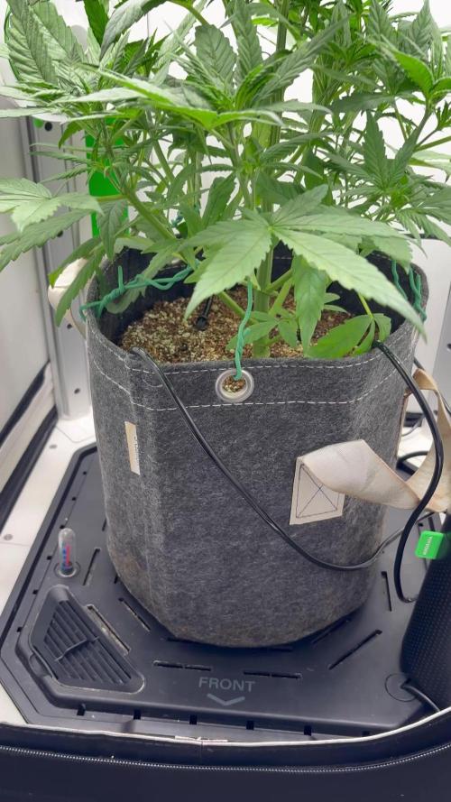 Tangie'matic
