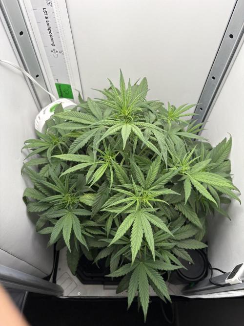 Tangie'matic. Week 4