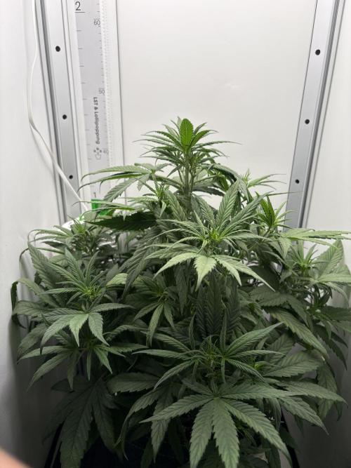 Tangie'matic. Week 4
