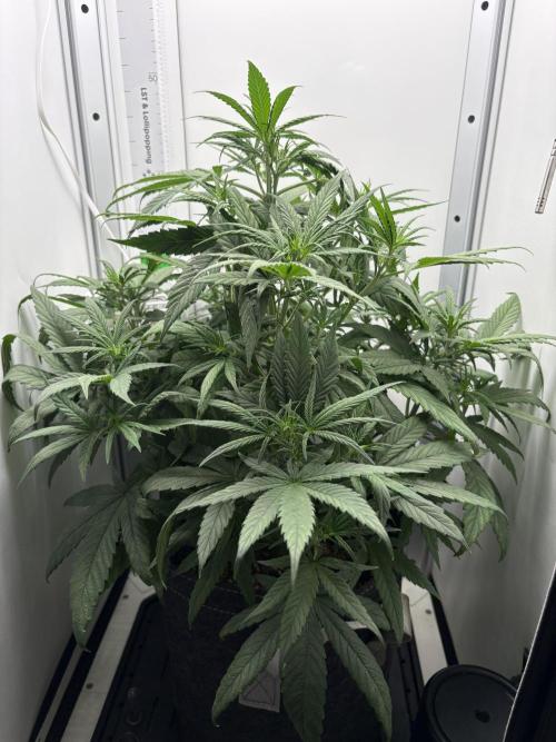 Tangie'matic. Week 4