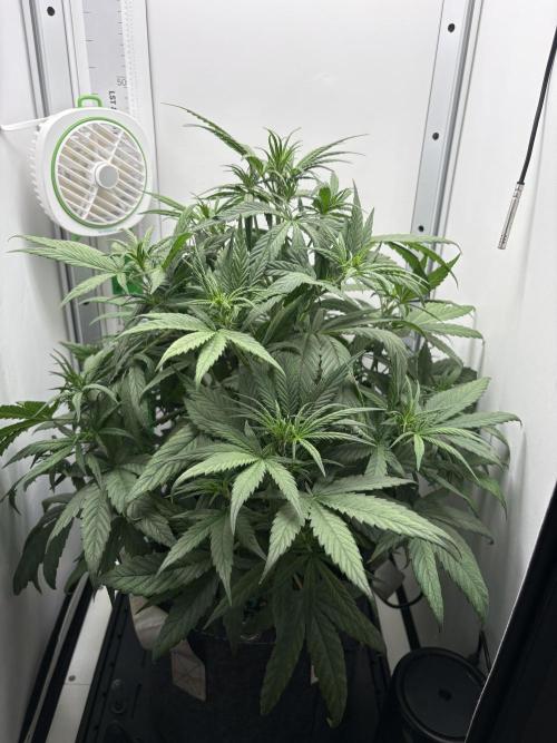 Tangie Auto. Week 4