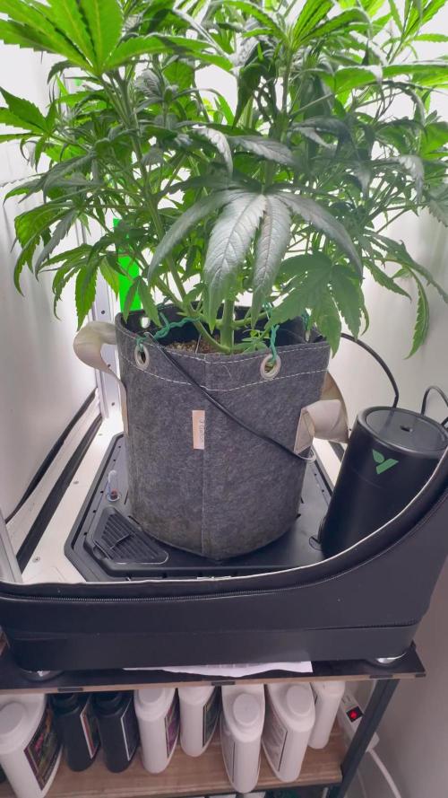 Tangie'matic