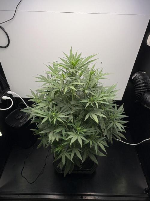 Tangie'matic. Week 5