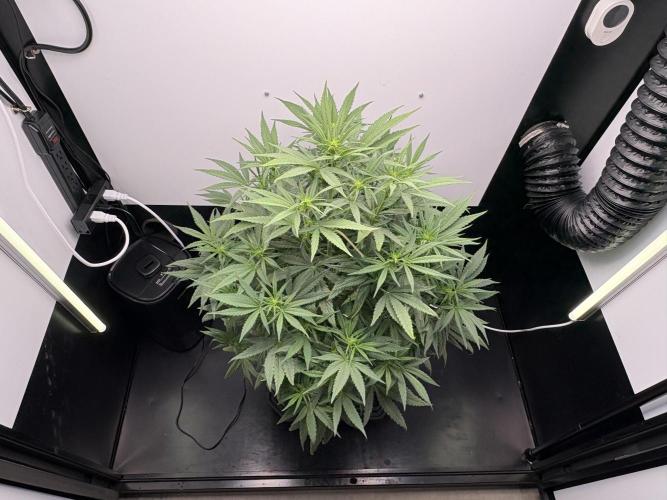 Tangie'matic. Week 5