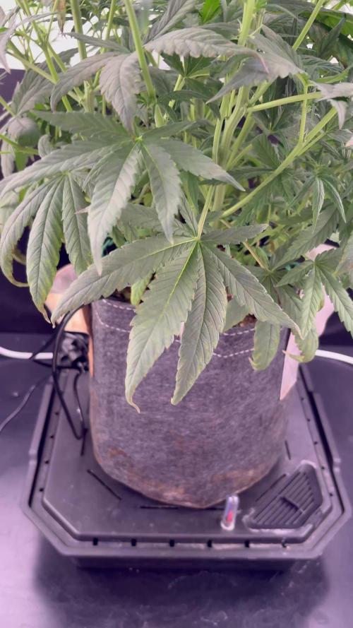 Tangie'matic