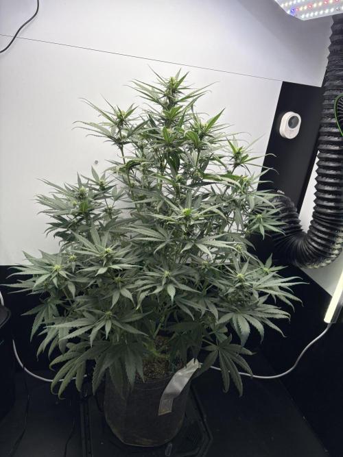 Tangie'matic. Week 6