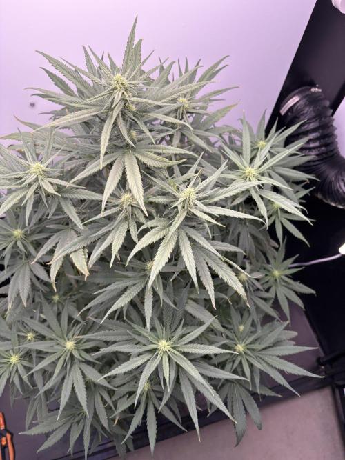 Tangie'matic. Week 6