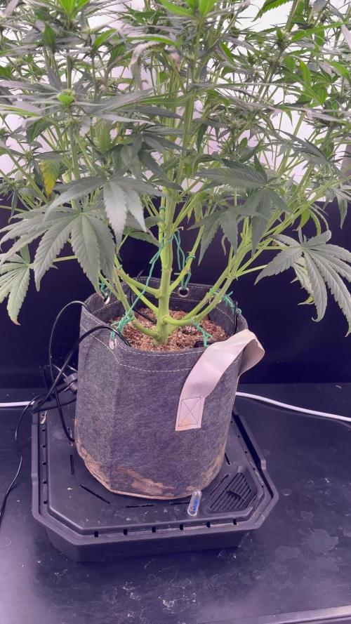 Tangie'matic