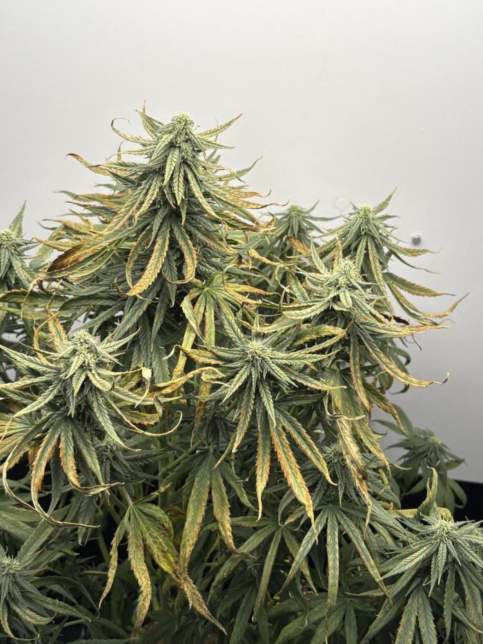 Tangie'matic. Week 7