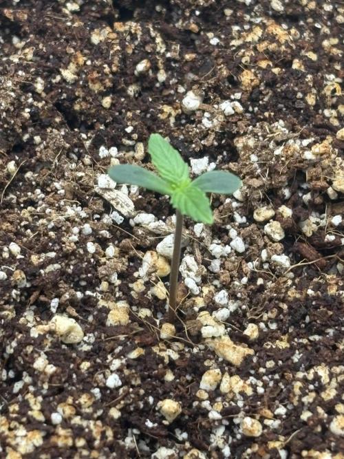 Northern Lights Auto. Week 0
