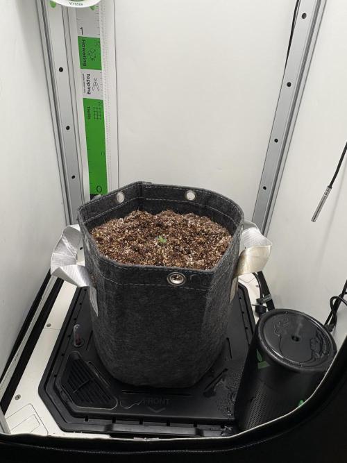 Northern Lights Auto. Week 0