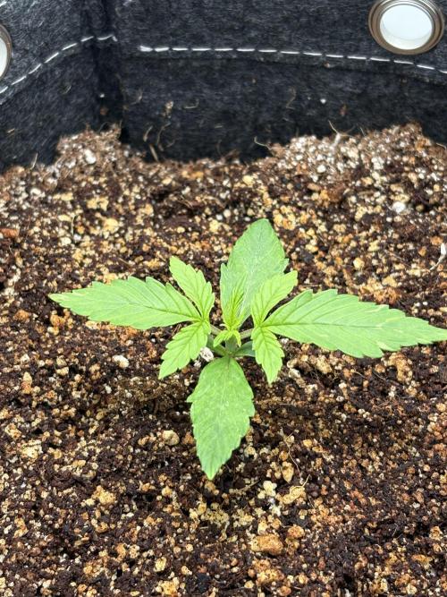 Northern Lights Auto. Week 1