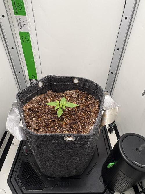 Northern Lights Auto. Week 1