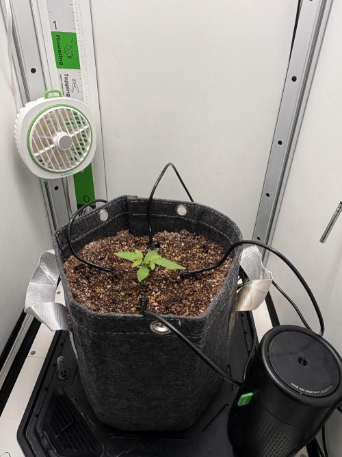 Northern Lights Auto. Week 1