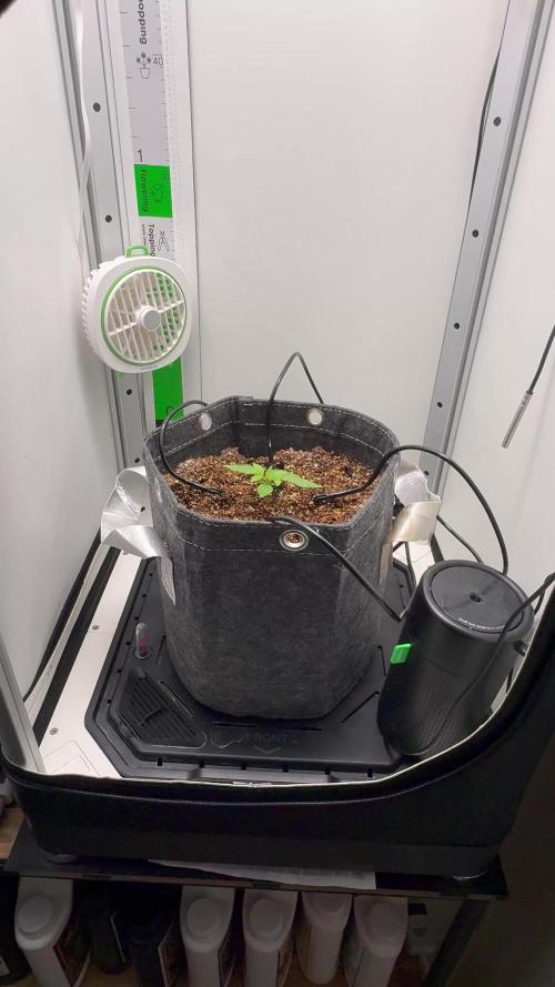Northern Lights Auto