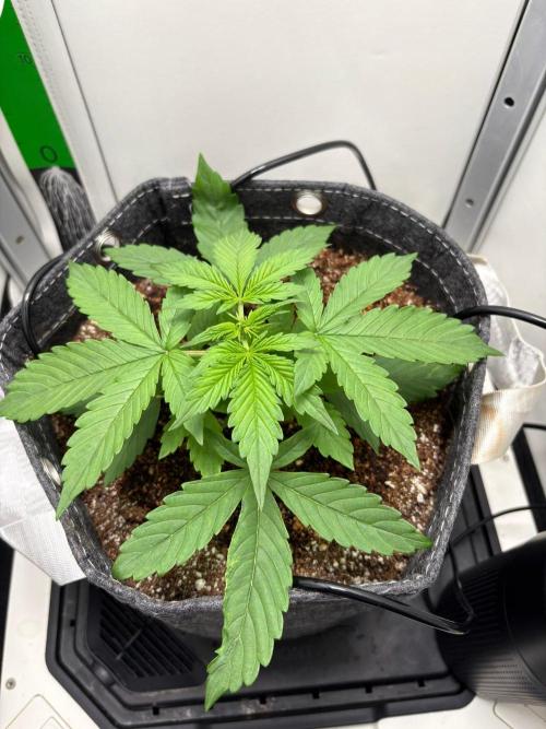 Northern Lights Auto. Week 2