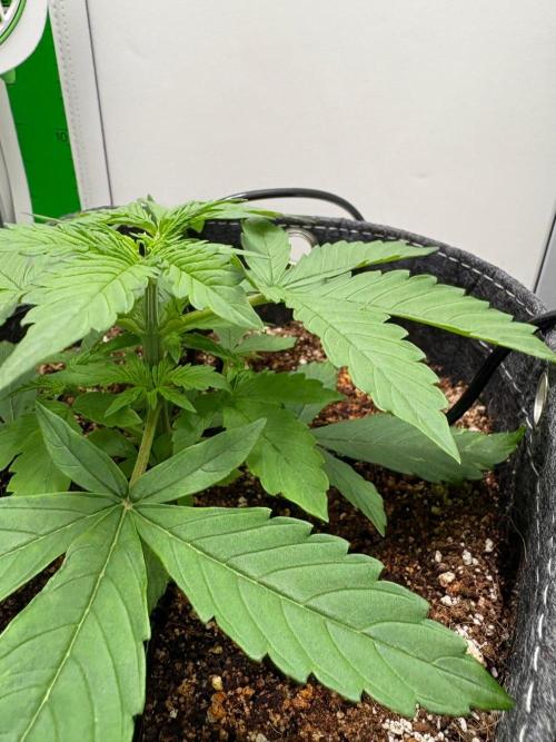 Northern Lights Auto. Week 2