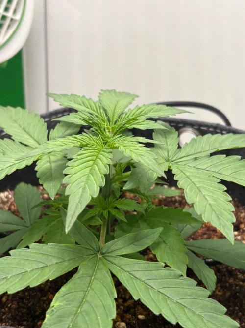 Northern Lights Auto. Week 2