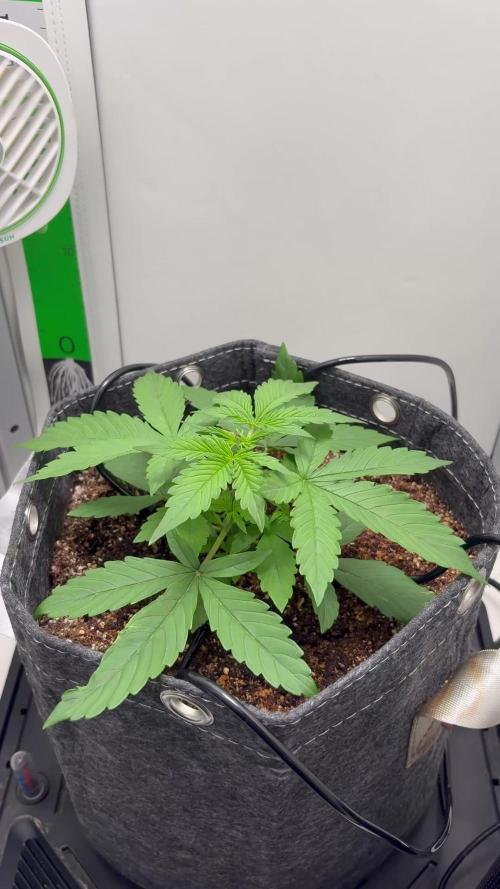 Northern Lights Auto