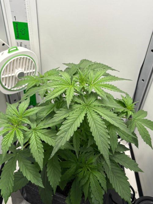 Northern Lights Auto. Week 3