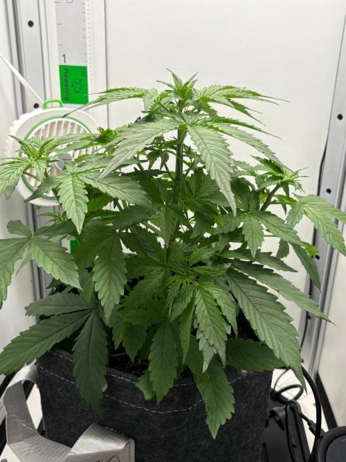 Northern Lights Auto. Week 3