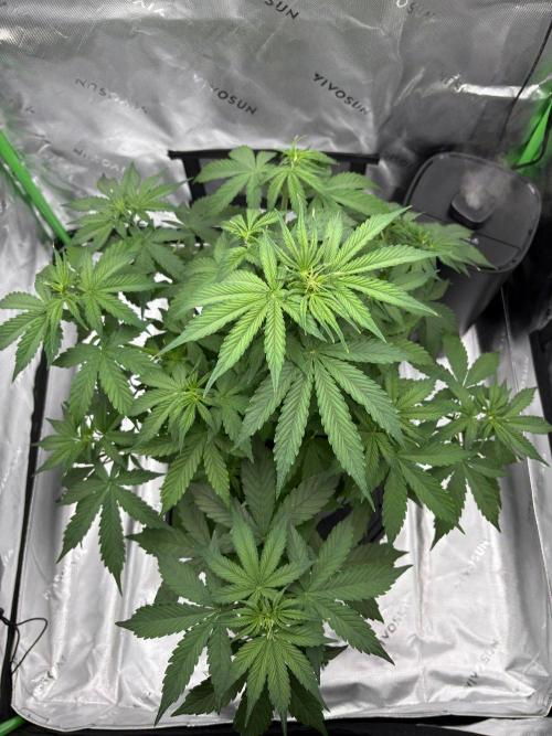 Northern Lights Auto. Week 4