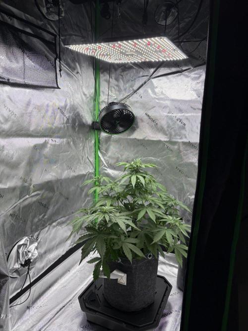 Northern Lights Auto. Week 4