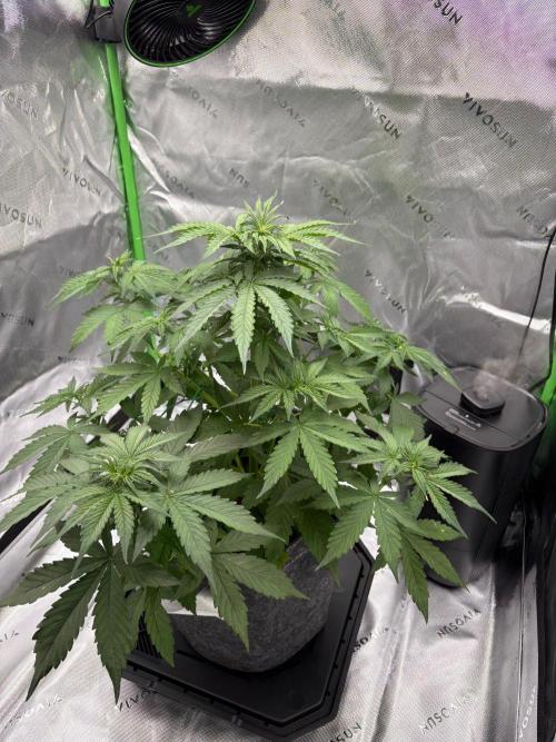 Northern Lights Auto. Week 4