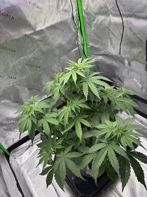 Northern Lights Auto. Week 4