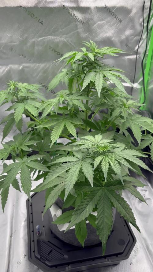 Northern Lights Auto